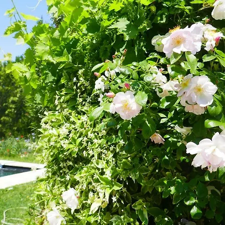 D'acanthe Bed & Breakfast 3*